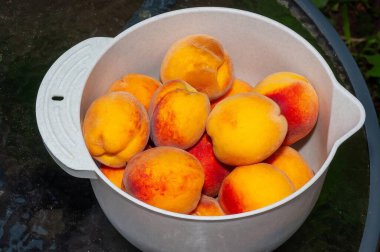 Beyaz bir kase olgun, sulu şeftalilerle dolup taşıyor. Meyvenin sarı ve kırmızı renkleri canlı, durgun bir hayat yaratıyor..