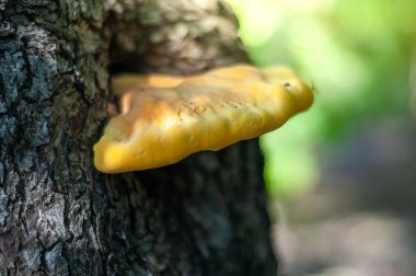 Ağaç gövdesinde yetişen sarı bir mantar. Mantar ve ağaç kabuğuna odaklanmış..