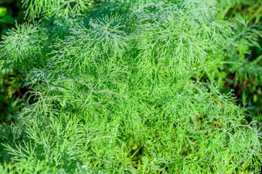Taze dereotları gelişir, tüylü yaprakları canlı yeşil olur. Ufacık su damlacıkları sabah güneşinde bitkilere yapışır..