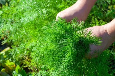 Kapalı çekimde açık bir bahçede taze dereotu toplarken yemek pişirmede ve tatlandırmada kullanılan canlı yeşil otları sergiliyoruz..