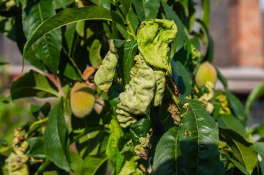 Şeftali ağacı yaprakları deforme olmuş ve kıvrılmış, hastalık ya da böcek istilası belirtileri gösteriyor. Şeftaliler sağlıklı görünüyor..