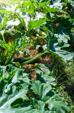 Bir bahçede büyüyen kabak bitkilerinin yemyeşil yeşil yaprakları ve gelişen sebzeleri gösteren bereketli bir manzarası..