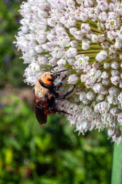 Aynı zamanda inek katili olarak da bilinen kadife karıncaya yakın plan. Bahçedeki bir Allium bitkisinin beyaz çiçeğinin üzerinde sürünüyor..