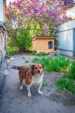 Mutlu bir köpek, arka planda mor çiçekler ve köpek kulübesi olan bir bahçede duruyor..