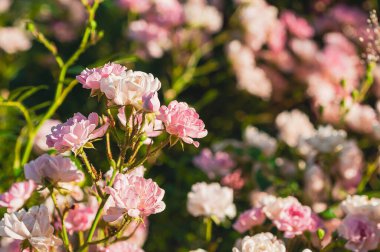 Yumuşak güneş ışığıyla yıkanmış narin pembe güllerin yakın plan çekimi bir bahçede huzurlu ve romantik bir sahne yaratıyor..