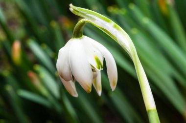Yeşil saplı, tek bir sarkık kar damlası çiçeğinin yakın plan çekimi, yumuşak odaklı yeşil bir yaprak zeminine dayanır..