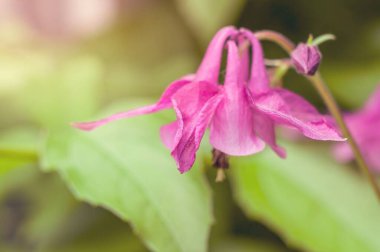 Barrenwort olarak da bilinen tek bir pembe Epimedium çiçeğinin yakın plan çekimleri zarif bir şekilde sergilenmektedir..