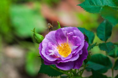 Bir bal arısı canlı mor bir güle yaklaşır, yaprakları güneş ışığında açılır. Çiçeğin etrafını saran yemyeşil yapraklar huzur verici doğal bir manzara yaratıyor..