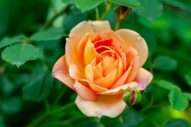 Tek, narin bir kayısı tomurcuklanmış, yemyeşil yapraklarla çevrili, yumuşak yapraklarını ve narin güzelliğini sergiliyor..