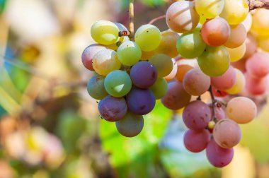 Sarmaşıktaki bir demet üzümün yakın plan çekimi, canlı renklerini ve dokularını sergiliyor, bulanık bir arkaplanı var..