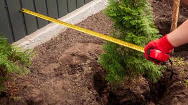 Bahçıvan, yeni ekilmiş bir batılı olan 'Danica' ile çit arasındaki mesafeyi ölçerek, avluya ek ekime hazırlanıyor..