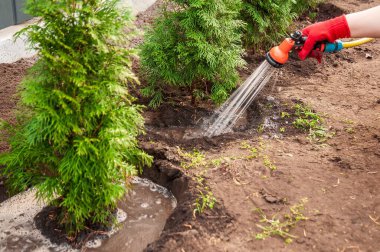 Ellerinde kırmızı eldivenler, arka bahçeye yeni dikilmiş zümrüt yeşili fidanlar, sağlıklı bir büyüme sağlar..