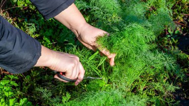 Bahçeden makasla taze dereotu toplayan birine yaklaş. Canlı yeşil otlar yemek pişirmede kullanılmaya hazır..