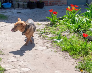Çekici küçük bir köpek asfalt bir yolda yürüyor, dili dışarıda, güneşli bir bahçede canlı kırmızı lalelerin yanında..