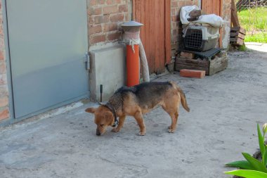 Bir köpek tuğla duvarın ve gri bir kapının yakınındaki zemini kokluyor. Açık bir alanı keşfettiğini gösteriyor..