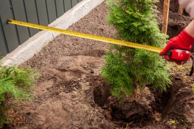 Bahçıvan, çitin yanında bir mezura ile yeni dikilmiş bir thuja ağacını ölçer, peyzaj için hazırlanır ve uygun aralıkları sağlar..