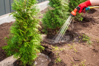 Kırmızı eldiven giyen bir insan bahçeye yeni dikilmiş yeşil ağaçların sağlıklı büyümeleri için bol su almasını sağlar..