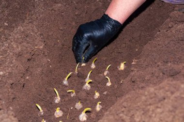 Eldivenli bir el dikkatle çiçek soğanları filizlendirerek bahar mevsiminde bir bahçe yatağının zengin ve karanlık dünyasına girer..