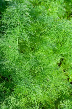 Yakından bakıldığında taze dereotu sergilenir. Sabah ışığında küçük su damlacıklarıyla parıldar. Mutfak ve botanik temalar için idealdir..