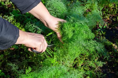 Bahçeden taze dereotu yaprakları toplamak için makas kullanan bir kadına yaklaş. Bahçıvanlık ve taze üretim kavramı.