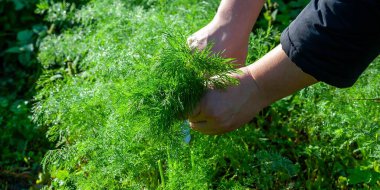 Yeşillik bir bahçeden taze dereotu toplayan ve bitkisel tazelikle pişirmeye ya da baharata hazır olan ellerin yakın çekimi..