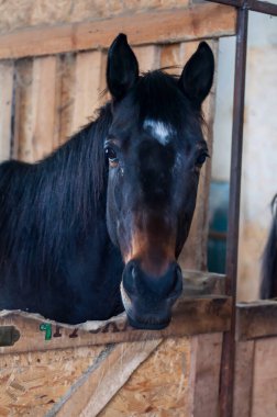 Yakın çekim, ahırından dışarı bakan güzel siyah bir atı yakalar. Meraktan çatlar..