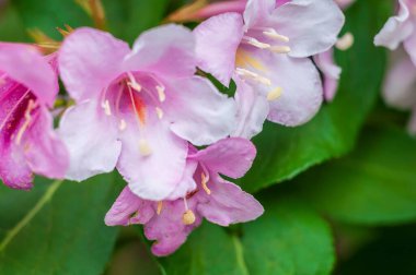 Yakın plan çekimde pembe Weigela çiçeklerinin narin güzelliğini canlı yeşil yapraklar arasında yakalıyor..