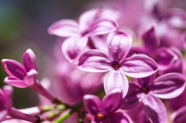 Yakından bakınca, canlı mor leylak çiçeklerinin narin güzelliğini gösteriyor. Çiçek açmış, yumuşak odak noktasında yakalanmış..