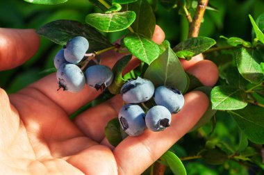 Bir dalda olgun yaban mersini kümesini nazikçe tutan bir elin yakın çekimi meyvenin tazeliğini gözler önüne seriyor..