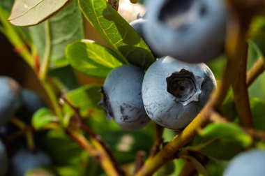 Yeşil yapraklı bir dalda yetişen, güneş ışığıyla yıkanmış olgun yaban mersinlerinin yakın plan çekimi..