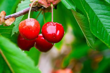 Canlı yeşil bir zemin üzerinde, su damlacıklarıyla süslenmiş, olgun kirazların yakın plan görüntüsü.