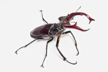 Makro çekimlerde etkileyici çene kemikleri ve temiz, beyaz bir arkaplanı olan çarpıcı bir erkek geyik böceği sergilenir..