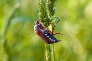 Yeşil bir ot sapına yapışmış böcek ya da hamamböceği olabilir. Makro, böceğin ve doğal ortamının detaylarını kaydediyor..