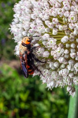 Canlı bir yakın plan, bir sarımsak bitkisine tutunarak, polenle benekli, pas rengi bir eşek arısı yakalar. Böceğin canlı rengi çiçekle çelişiyor..