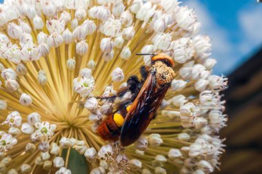 Çarpıcı bir eşek arısı, doğadaki böceğin makro çekiminde nektarıyla beslenirken bir orkide çiçeğinin renklerini taklit eder..