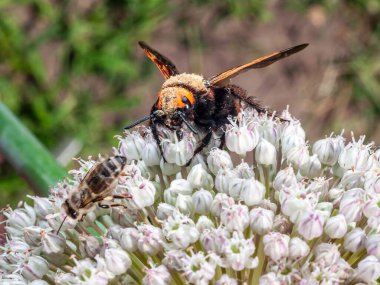 Bir mamut eşekarısı, güneşli bir günde bahçede küçük bir bal arısı ile birlikte beyaz bir allium çiçeğinden nektar toplar..