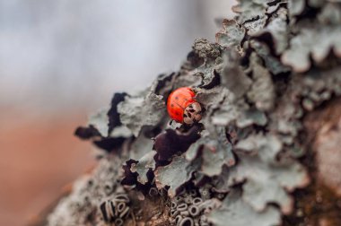 Bir ağaç dalındaki yosunların arasına yerleştirilmiş uğur böceğinin yakın plan fotoğrafı. Doğal çevrenin karmaşık ayrıntılarına odaklan..