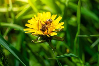 Bir arı, güneşli bir bahar gününde yemyeşil çimlerle çevrili parlak sarı bir karahindiba çiçeğinden polen toplar..