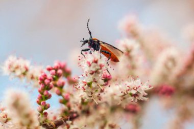 Güzel bir stilogaster stilata sineğinin yakın çekimi yumuşak, bulanık bir arkaplana karşı narin pembe ve beyaz çiçekler üzerinde tünemiştir..