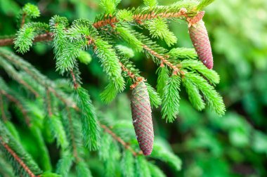 Genç kozalaklı yeşil ladin dalına yakın çekim, iğnelerin ve doğal dokuların detaylarını gösteren, bulanık yeşil bir zemin üzerine kurulmuş.