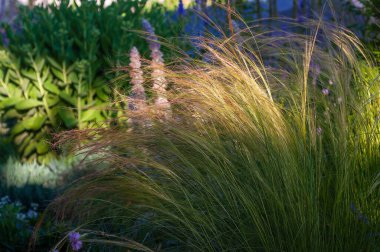 Yakından çekilen bir fotoğraf, parlak bir günde, verimli, güneşli bir bahçe sahnesini akıcı süs çimleriyle ve çeşitli yeşilliklerle yakalar..