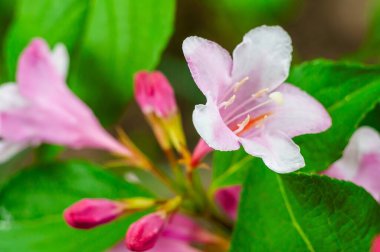 Bir makro çekim, pembe Weigela çiçeklerinin narin güzelliğini yakalar. Yumuşak, doğal ışıkta canlı yeşil yapraklar arasında çiçek açar..