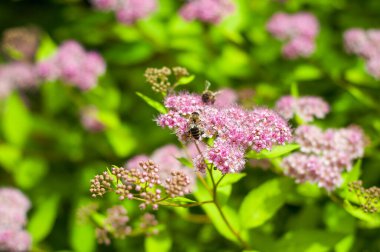 İki bal arısı taze yeşil yapraklarla çevrili narin, açık pembe spirea çiçeklerinden nektar topluyor..