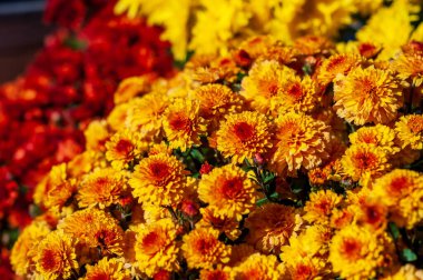Yakın çekim, turuncu ve sarı kasımpatı çiçeklerinden oluşan canlı bir küme yakalıyor. Yaprakları yoğun bir şekilde paketlenmiş ve parlak renkli..