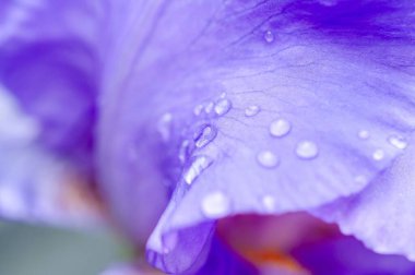 Canlı mor bir iris çiçeğinin yakın plan görüntüsü su damlacıklarıyla, doğanın güzelliğini yakalıyor..