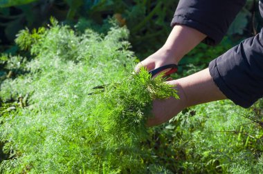 Bahçede yetişen taze dereotu kesmek için makas kullanan ellerin yakın çekimi. Taze kesilmiş otlar yemek için hazır..