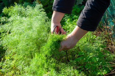 Bahçıvan dikkatlice taze, yeşil dereotu budama makası kullanarak hasat yerine aromatik otları ekliyor..