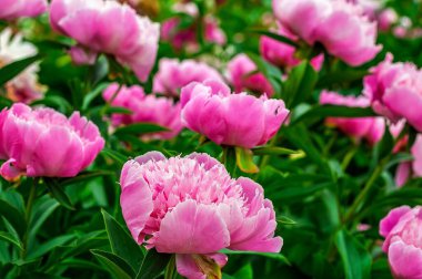 Çiçek açmış pembe şakayıkların canlı bir gösterisi. Verimli yeşil yapraklar, yumuşak ve narin yapraklara güzel bir kontrastlık sağlar..