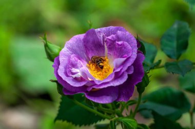 Bir bal arısı özenle canlı mor bir gülden nektar toplar ve yaprakları güneş ışığında açılır. Sahne huzurlu ve doğanın güzelliğini yansıtıyor..