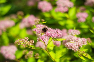 Bir yaban arısı yemyeşil bir bahçede narin, açık pembe spirea çiçeklerinden polen toplar..